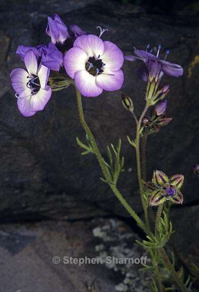 gilia tricolor ssp diffusa 2 graphic